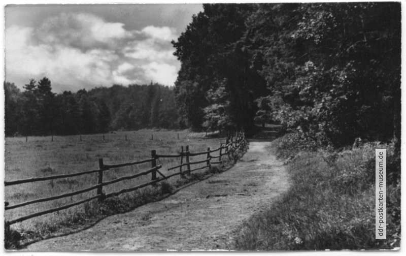 Ostseebad Ückeritz, Waldweg zum Hochufer - 1956