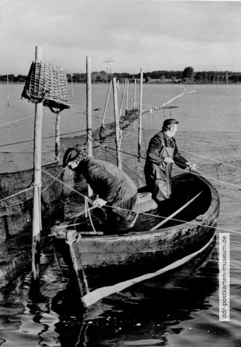Reusenfischer auf dem Strelasund in Stralsund - 1978
