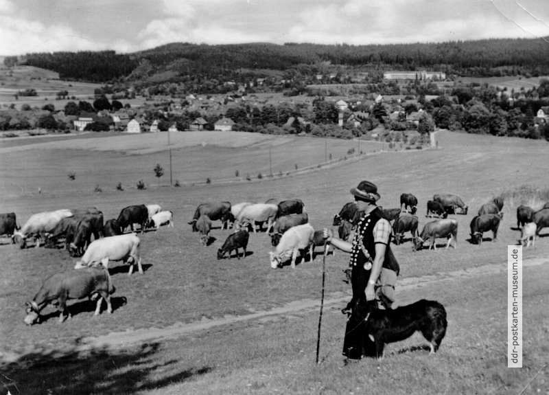 Kuhhirt mit seiner Herde bei Tabarz (Thüringer Wald) - 1969