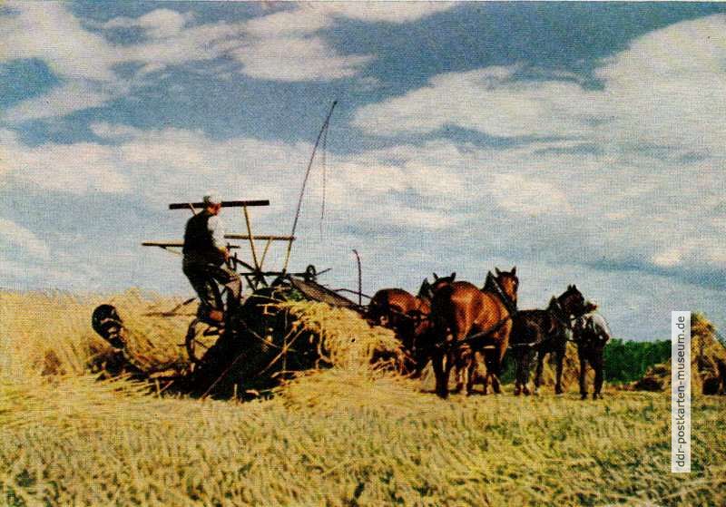 Landarbeiter bei der Getreideernte - 1952