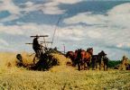 Landarbeiter bei der Getreideernte - 1952