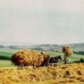 Landarbeiter bei der Getreideernte im Erzgebirge - 1957
