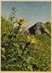 Die Alpen in Bayern (aus Kartenserie "Blumen der Berge") - 1957