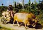 Eine Carrete, typisches kubanisches Fahrzeug in der Landwirtschaft - 1987ta