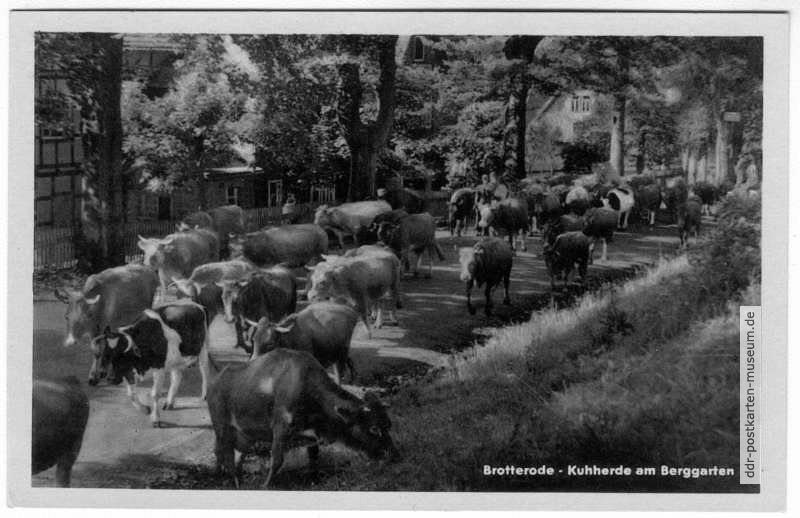 Kuhherde am Berggarten - 1956
