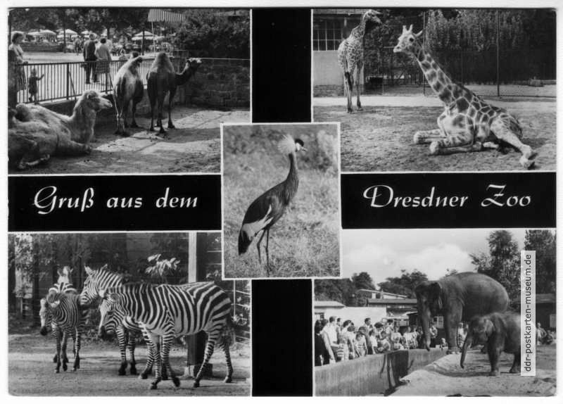Gruß aus dem Dresdner Zoo - 1967