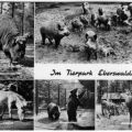 Im Tierpark Eberswalde - 1968 / 1973