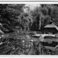 Teich im Stadtpark - 1955