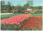 Internationale Gartenbau-Ausstellung, Tulpenfelder - 1972