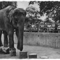 Zoologischer Garten Halle, Elefantin Frieda - 1957