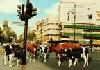 Kühe auf dem Kuh-Damm in Berlin ? - 1993