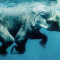 Elefant unter Wasser bei den Indischen Andaman-Inseln - 2008