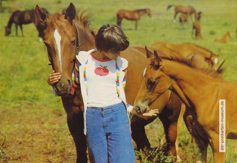Auf der Pferdekoppel - 1984