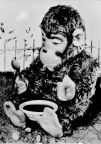 Affe beim Mittagessen - 1956