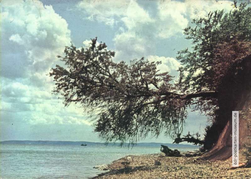Schiefster Baum des gesamten sozialistischen Lagers auf der Insel Usedom - 1971
