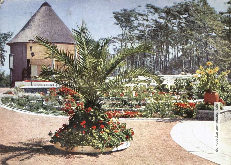 Palme im Kurgarten vom Ostseebad Kühlungsborn - 1957