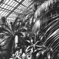 Exotische Pflanzensammlung im Sukkulentenhaus der Städtischen Gewächshäuser von Magdeburg - 1973