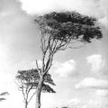 Windflüchter bei Esperort - 1969
