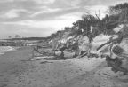 Strand vom Fischland nach einem Sturm - 1970