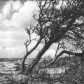Sturmgebeugte Bäume im Naturschutzgebiet bei Prerow - 1967