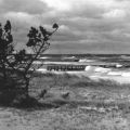 Sturmflut am Weststrand des Naturschutzgebiet bei Prerow - 1958
