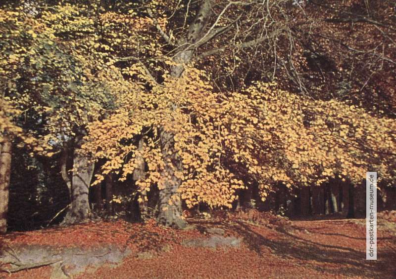 Herbst im Darßwald - 1956