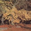 Herbst im Darßwald - 1956