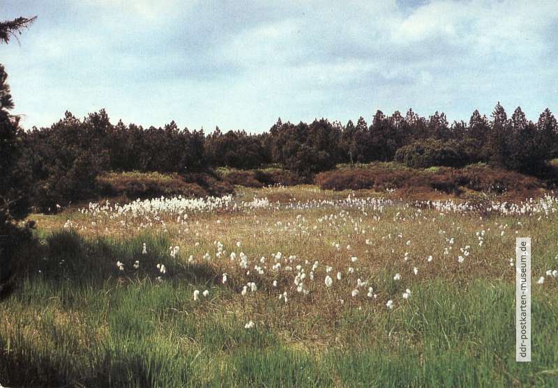 Naturschutzgebiet Georgenfelder Hochmoor, Wollgraswiese - 1985