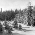Winterwald bei Altenberg im Osterzgebirge - 1975