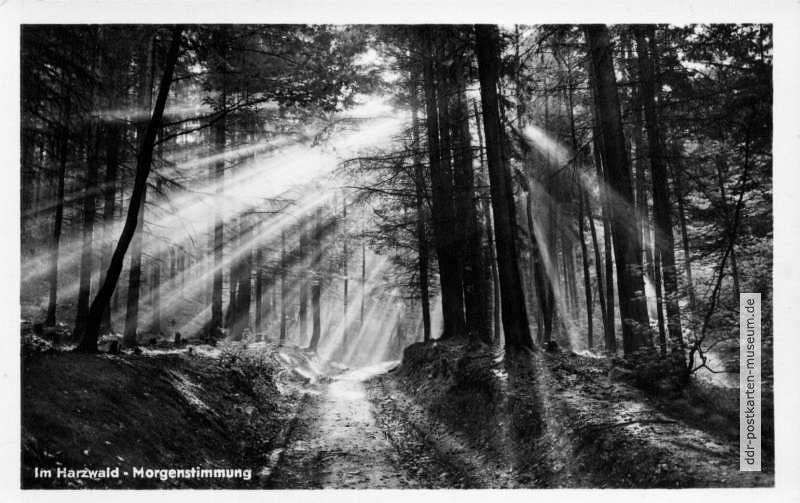 Morgenstimmung im Harzwald - 1959