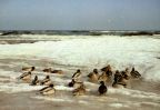 Enten am winterlichen Strand der Insel Usedom - 1987