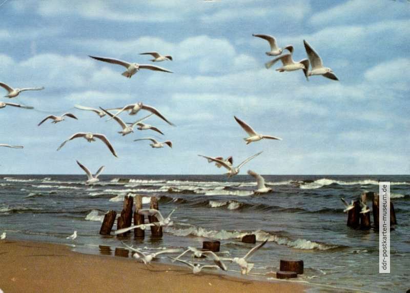 Möwen am Strand - 1968
