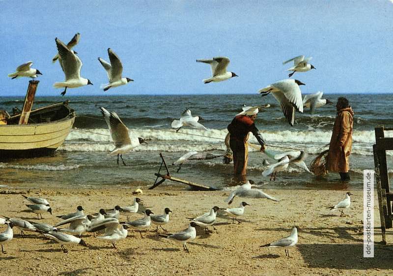 Fischer bei der Möwenfütterung - 1988