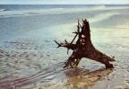 Baumrest am Strand - 1978