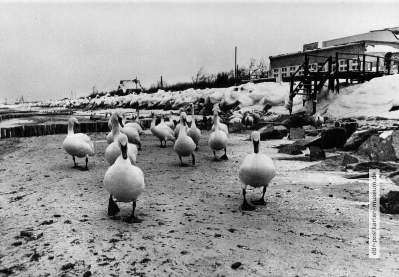 Ostseeschwäne im Winter - 1976