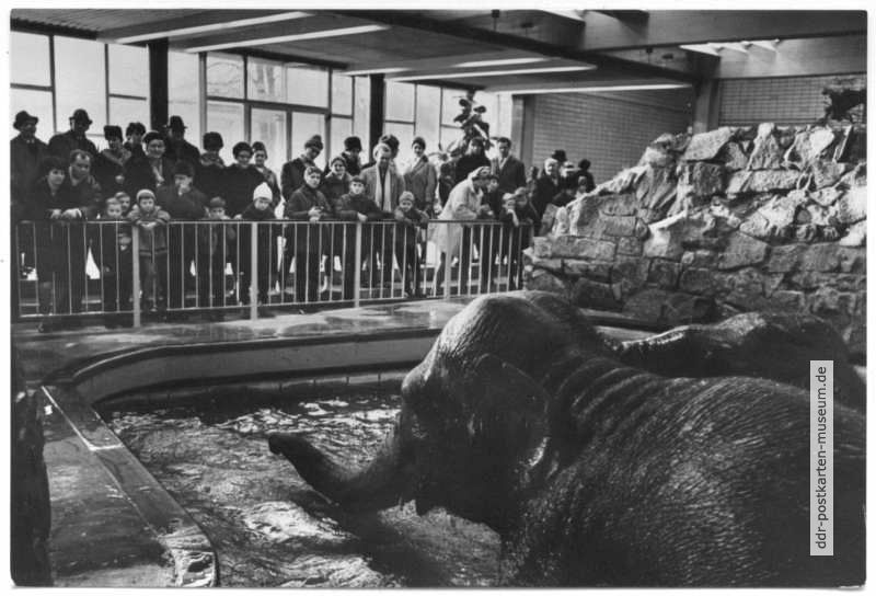 Zoologischer Garten Magdeburg, Elefanten im Bad - 1969