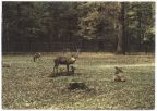 Wildgehege im Forstgelände der agra - 1988