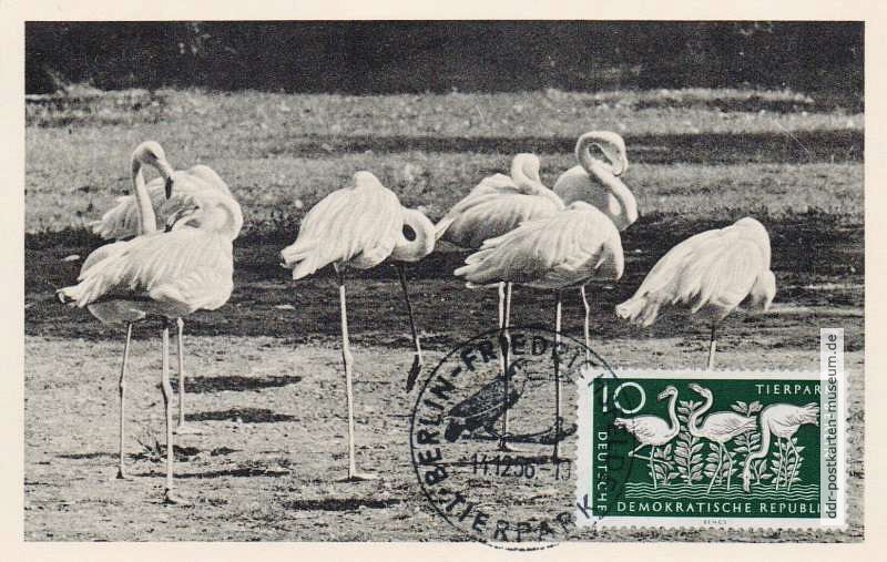 Maximumkarte mit Flamingos im neuen Tierpark Berlin - 1956