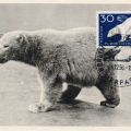 Maximumkarte mit Eisbär im neuen Tierpark Berlin - 1956