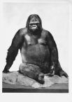 Gorilla "Bobby" in der Zoologischen Abteilung - 1971