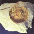 Ammonit "Beriasella pergrata" aus der Ober-Jurazeit - 1980 