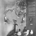 Vitrine mit Küstenvögeln - 1960