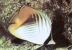 Fähnchenschmetterlingsfisch (Chaetodon auriga) - 1981