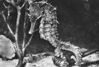 Kronen-Seepferdchen (Hippocampus brevirostri) - 1982
