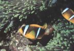 Zweibindenanemonenfische (Amphiprion bicinctus) - 1984