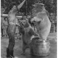 Zoologischer Garten Rostock, Spielstunde bei den Braunbärenkindern - 1963
