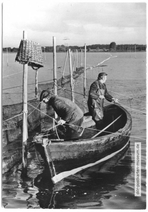 Reusenfischer auf dem Strelasund - 1978