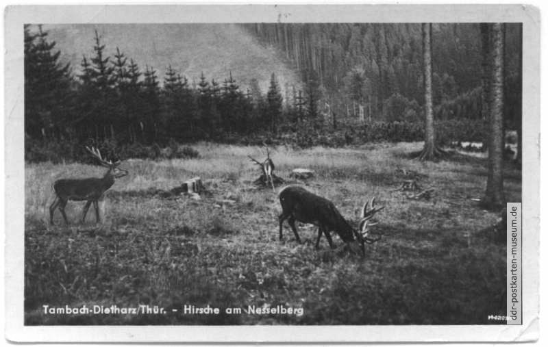 Hirsche am Nesselberg im Thüringer Wald - 1954
