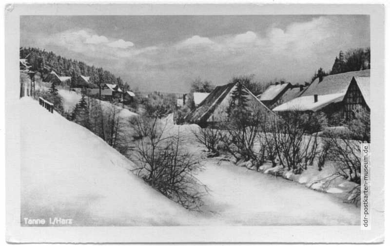 Tanne im Winter - 1953