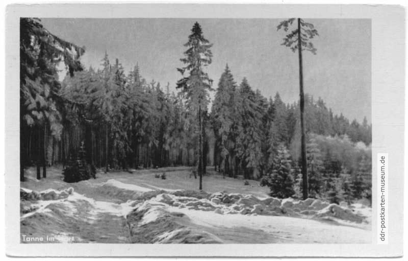 Verschneiter Harzwald bei Tanne - 1953
